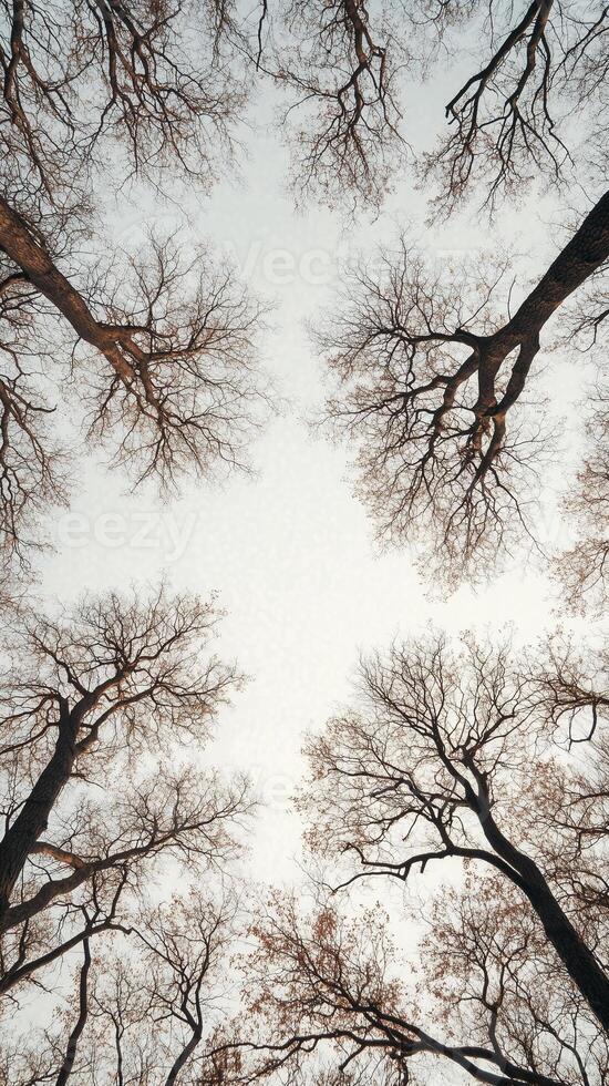 Branches interweave overhead forming a roof above a forest path, wallpaper photo