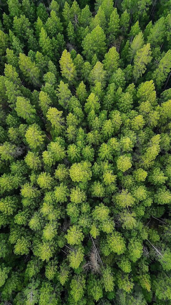 Pine trees extend toward the horizon creating canopy patterns overhead, wallpaper photo