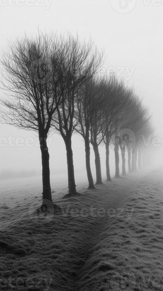 Mist fades tree lines into horizon at forest edge, wallpaper photo