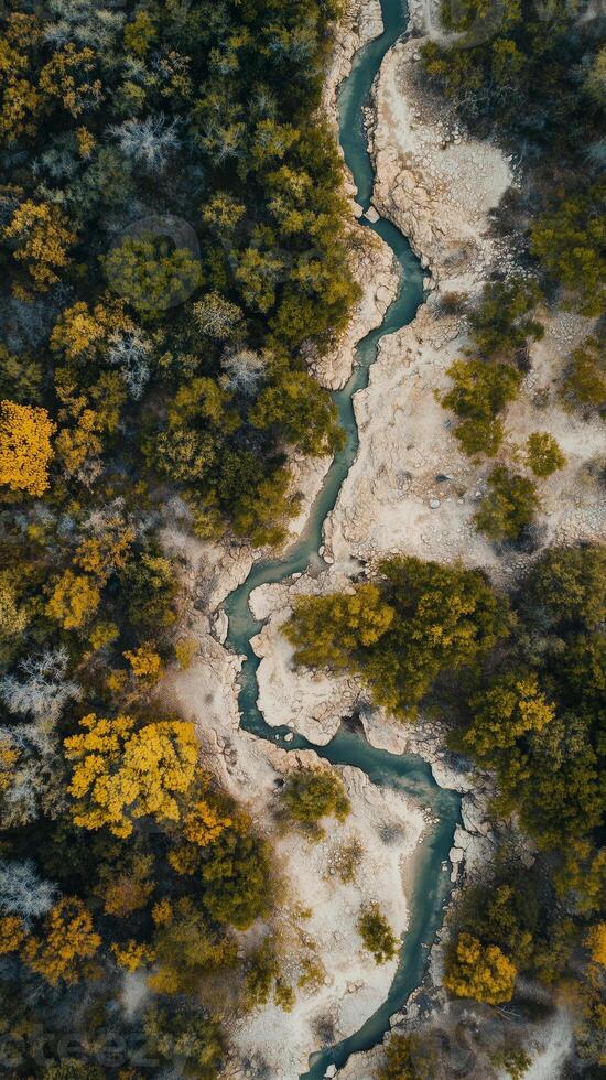 Trees line creek beds winding through the forest floor terrain, wallpaper art photo