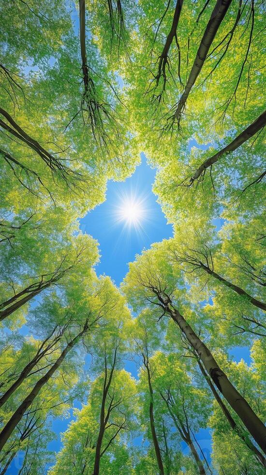 Forest canopy opens to the sky through gaps between branches, photorealistic wallpaper photo