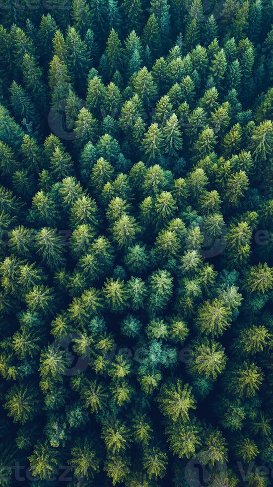 Pine trees extend toward the horizon creating canopy patterns overhead, photorealistic wallpaper photo