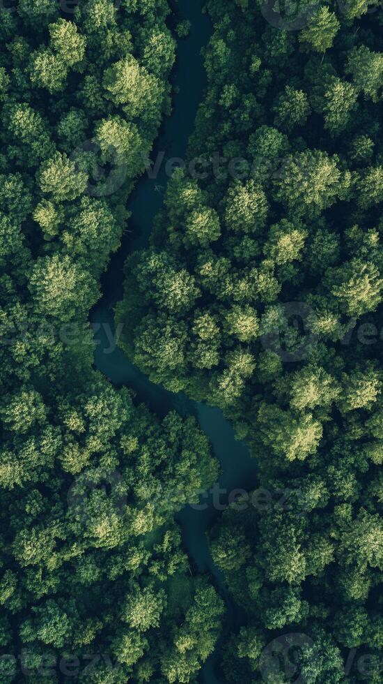 Trees line creek beds winding through the forest floor terrain, photorealistic wallpaper photo