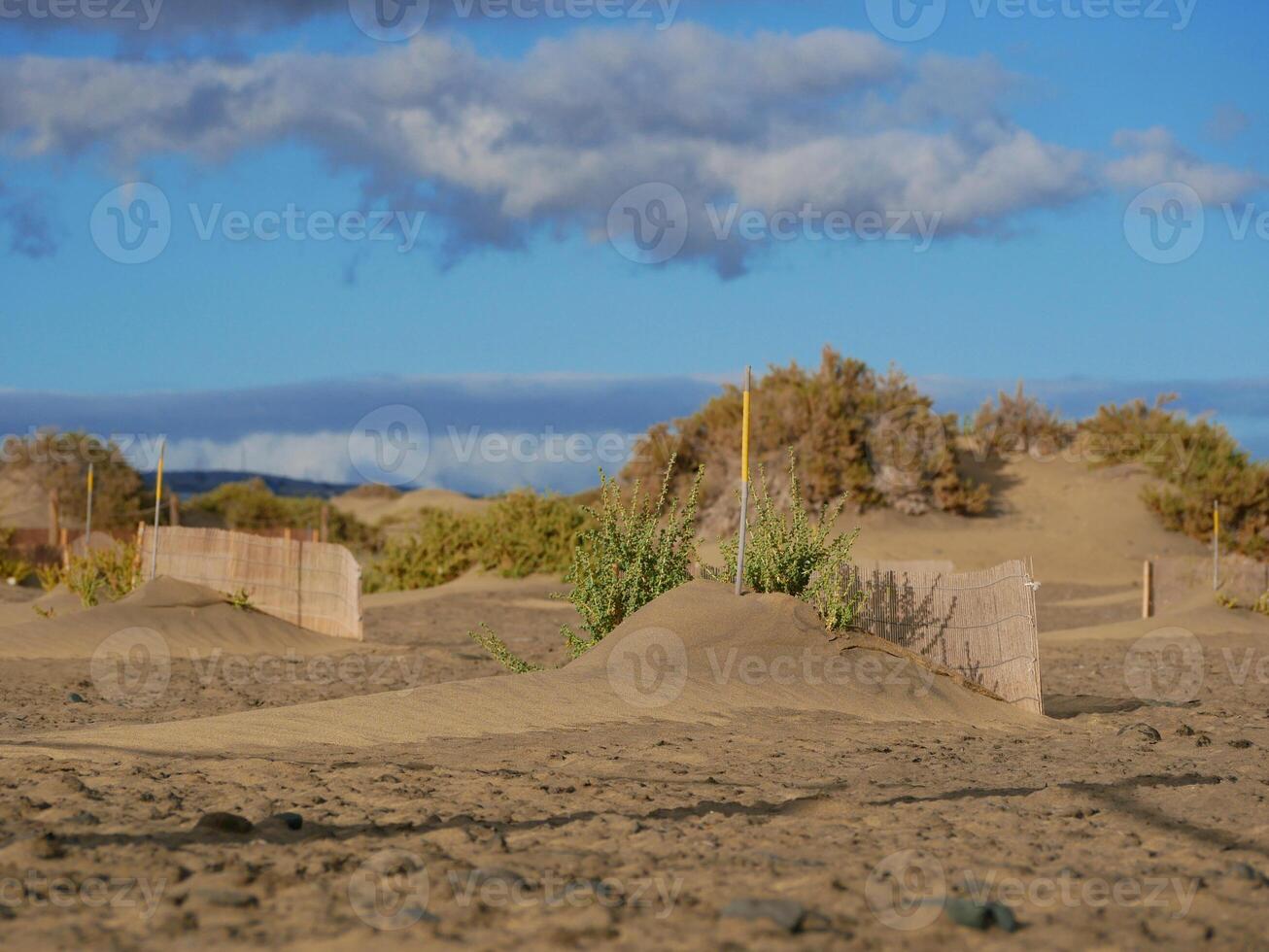 Special fence barriers for conservation ecosystem plants of dune in Maspalomas, Gran Canaria. Natural reserve to protect Traganum Moquinii plant, which helps to form dunes and regulate sand movement photo