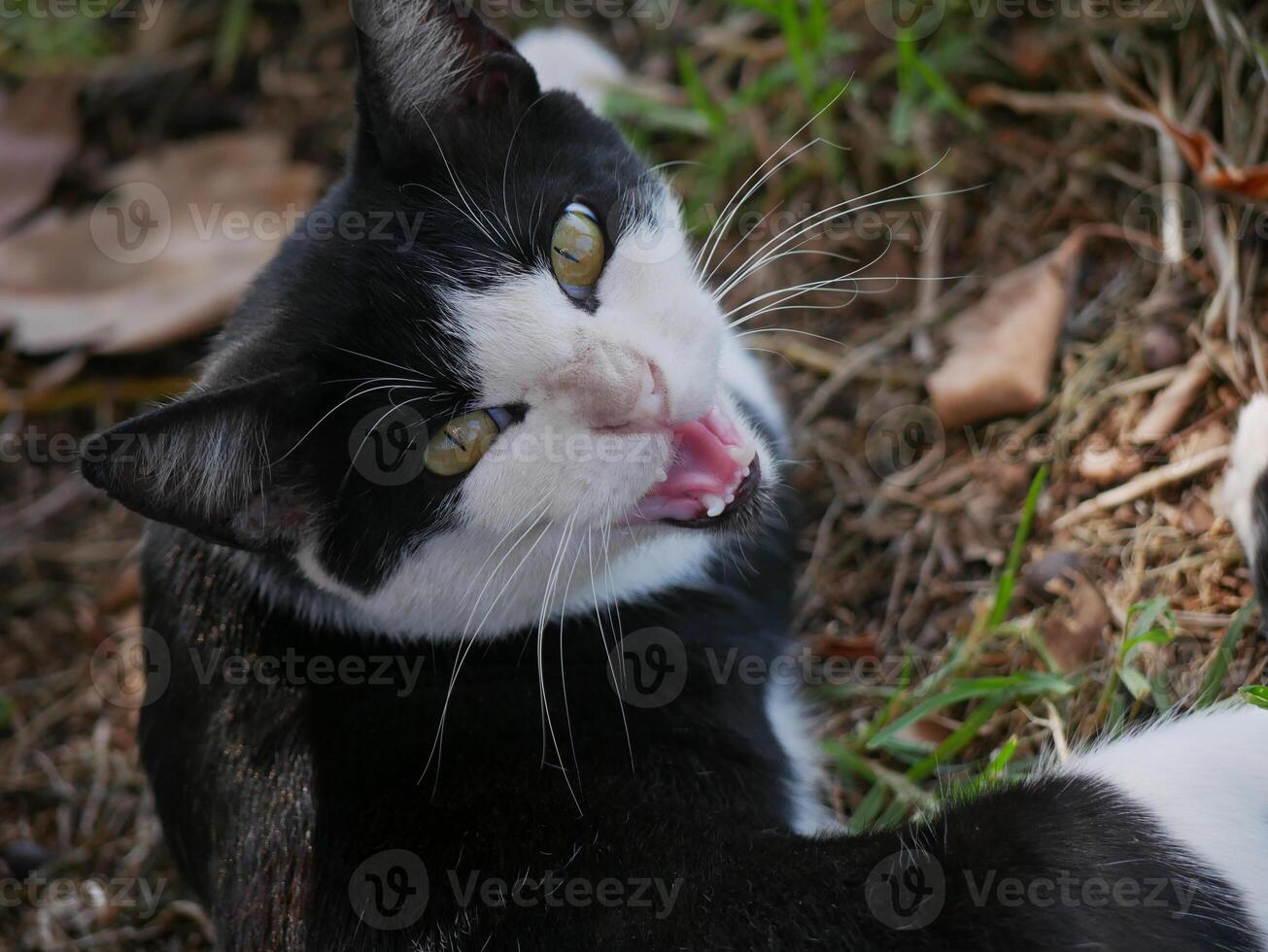 A homeless stray cat lies in the park on the grass and hisses in Maspalomas, Gran Canaria photo