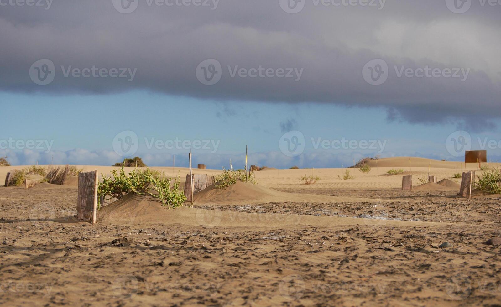 Special fence barriers for conservation ecosystem plants of dune in Maspalomas, Gran Canaria. Natural reserve to protect Traganum Moquinii plant, which helps to form dunes and regulate sand movement photo