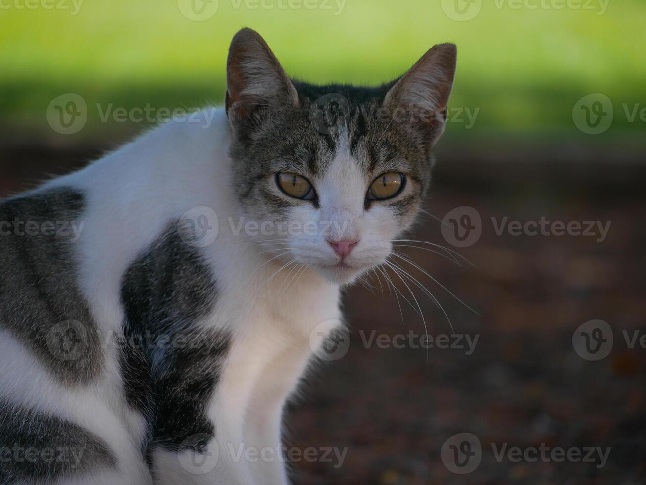 A homeless stray cat in the park in Maspalomas, Gran Canaria photo