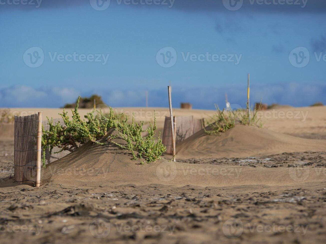 Special fence barriers for conservation ecosystem plants of dune in Maspalomas, Gran Canaria. Natural reserve to protect Traganum Moquinii plant, which helps to form dunes and regulate sand movement photo