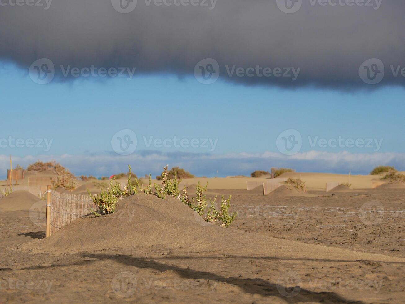 Special fence barriers for conservation ecosystem plants of dune in Maspalomas, Gran Canaria. Natural reserve to protect Traganum Moquinii plant, which helps to form dunes and regulate sand movement photo
