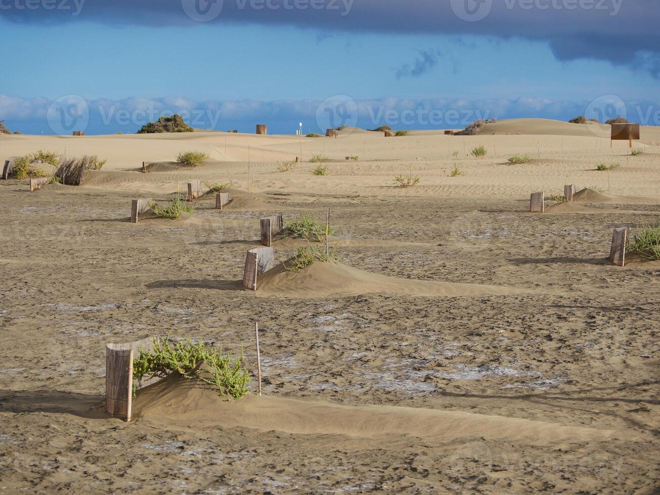 Special fence barriers for conservation ecosystem plants of dune in Maspalomas, Gran Canaria. Natural reserve to protect Traganum Moquinii plant, which helps to form dunes and regulate sand movement photo