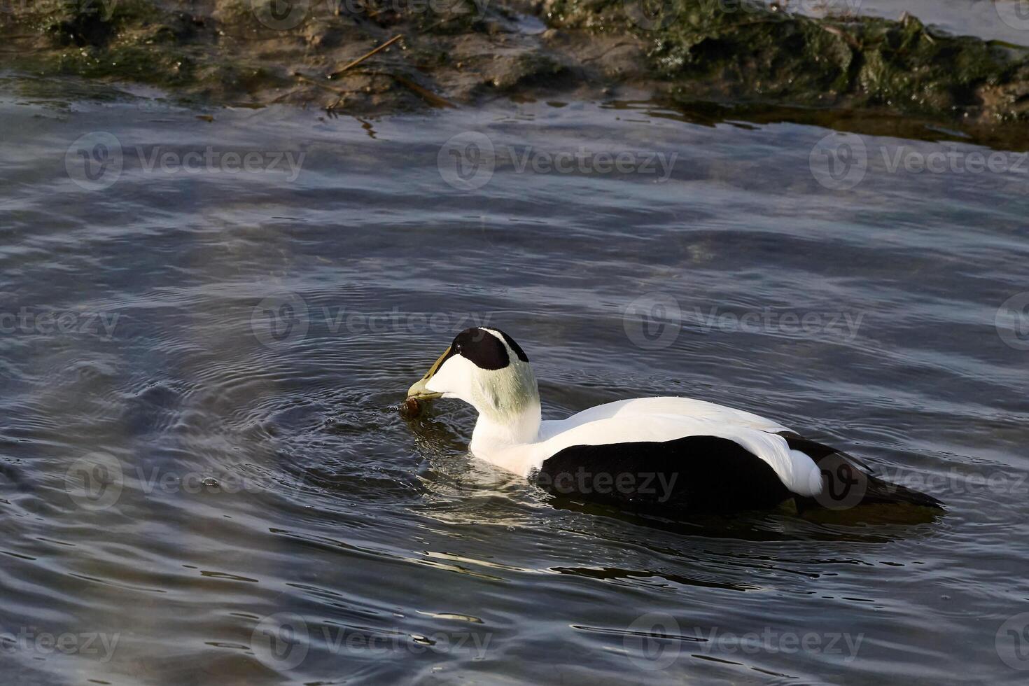 Common eider, Somateria mollissima photo