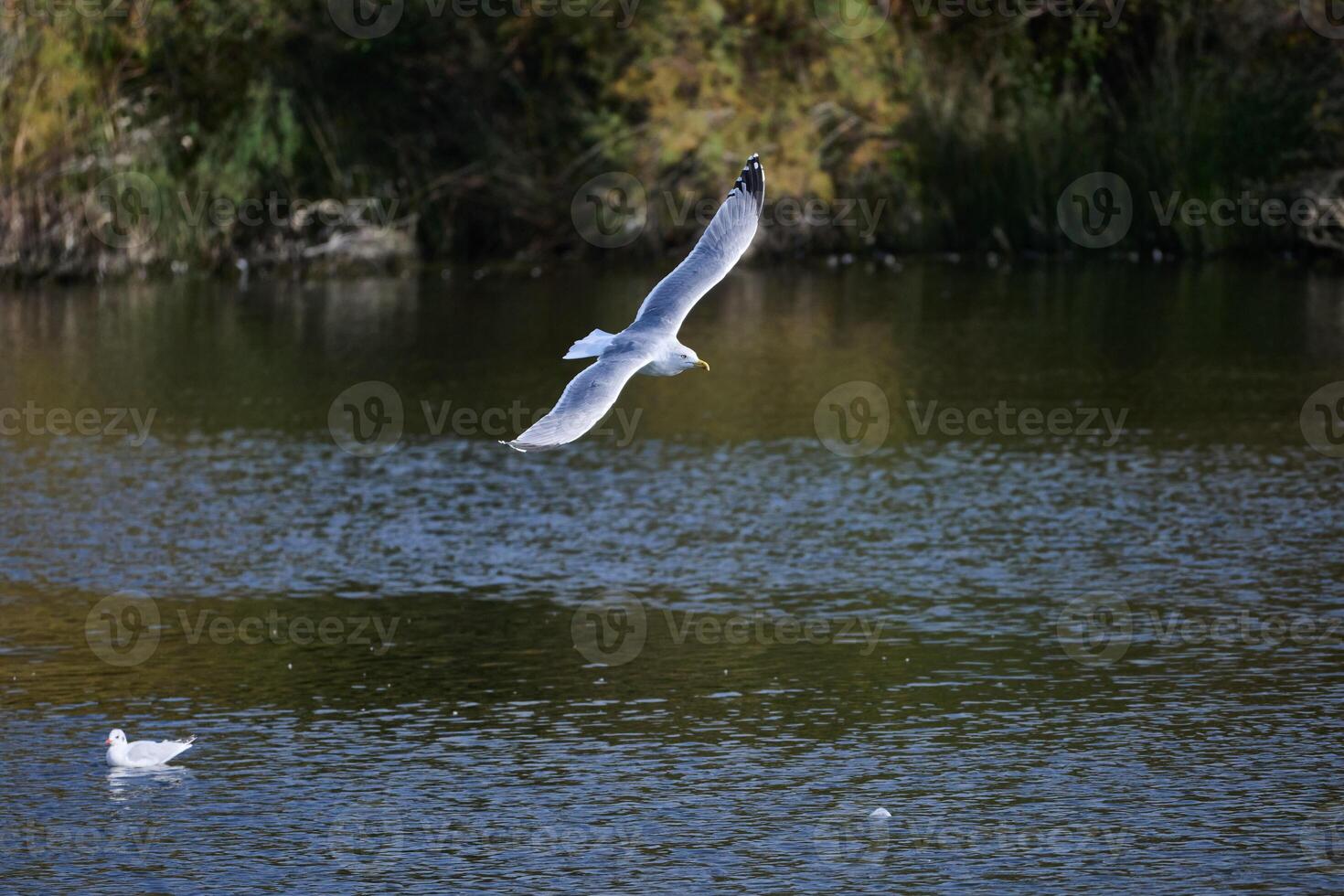 Yellow-legged Gull, Larus michahellis photo