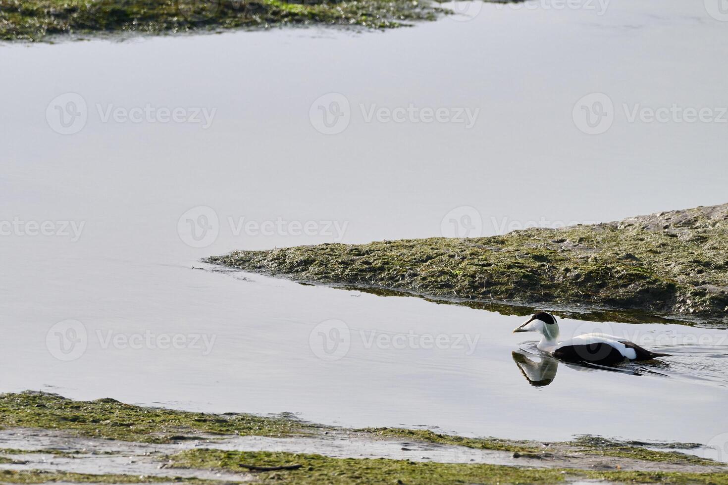 Common eider, Somateria mollissima photo
