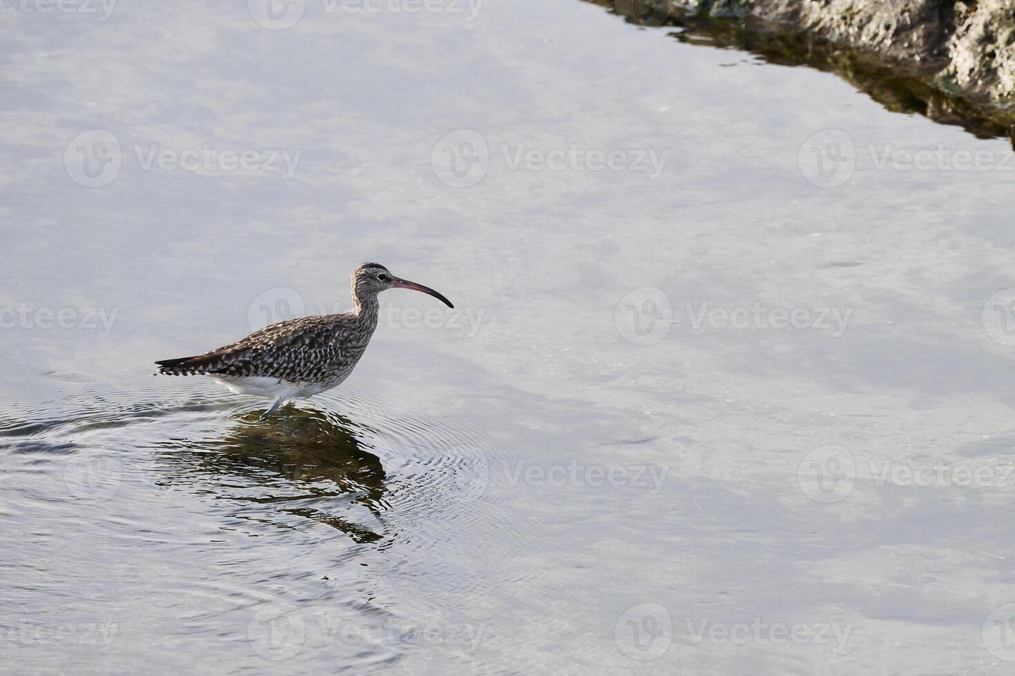 Whimbrel, Numenius phaeopus photo