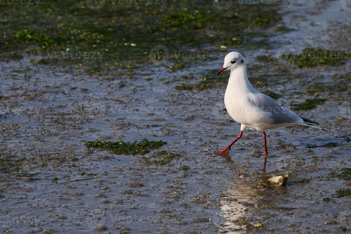 Black-headed Gull, Chroicocephalus ridibundus photo