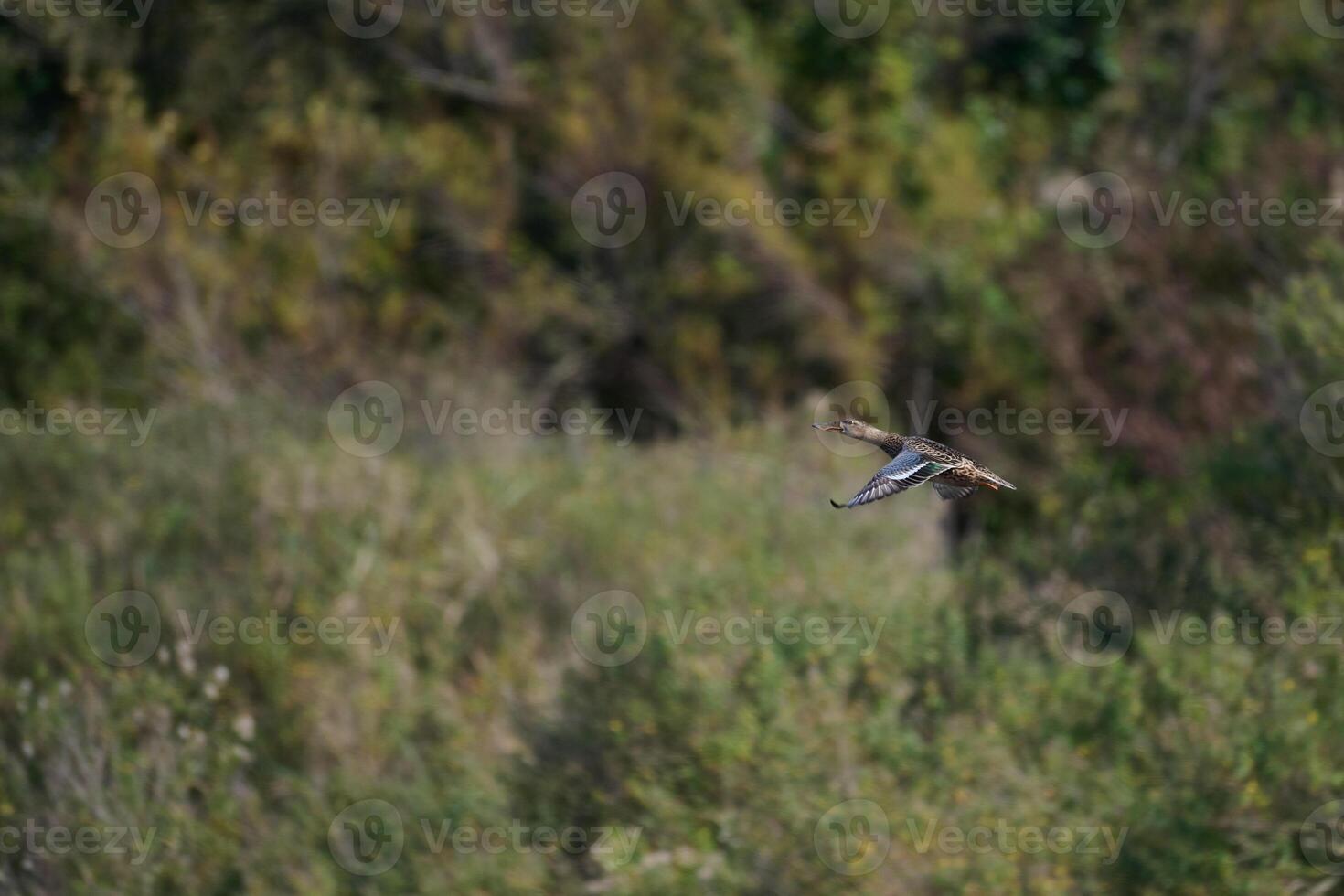 View of a Common Shoveler in flight, Spatula clypeata photo