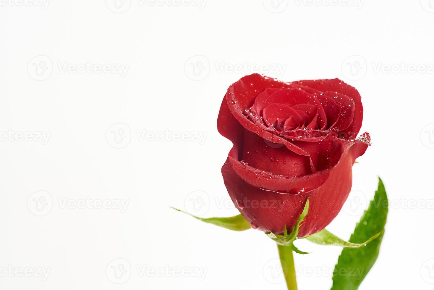 Detail of Red Roses Bouquet with drops water over white background photo