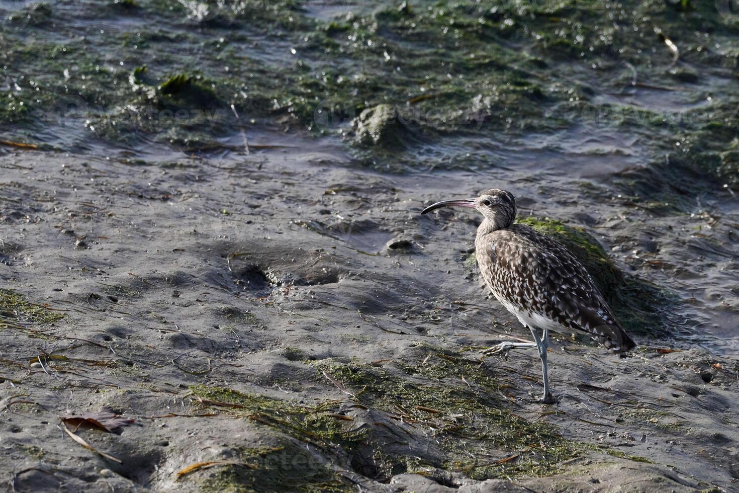 Whimbrel, Numenius phaeopus photo