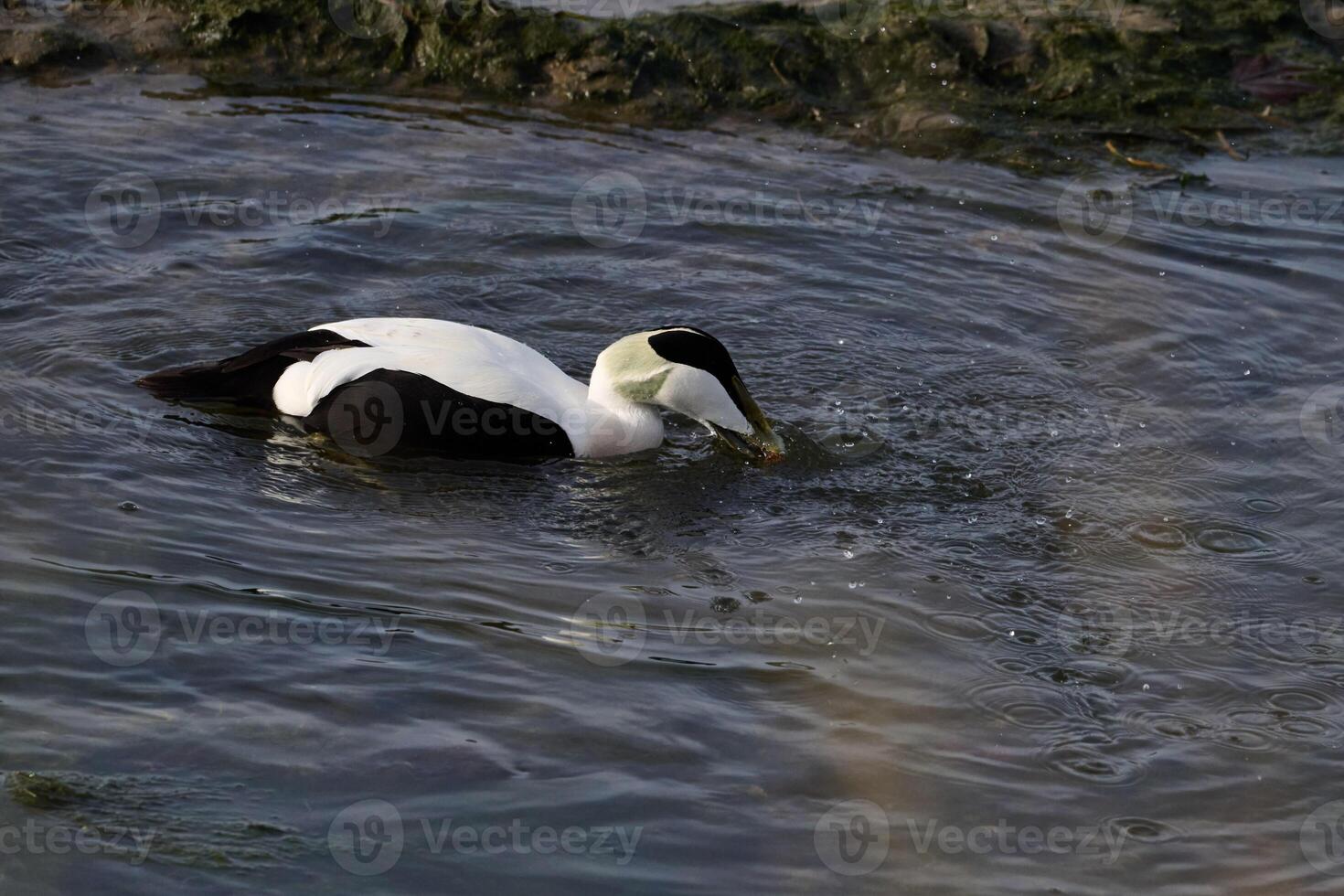 Common eider, Somateria mollissima photo
