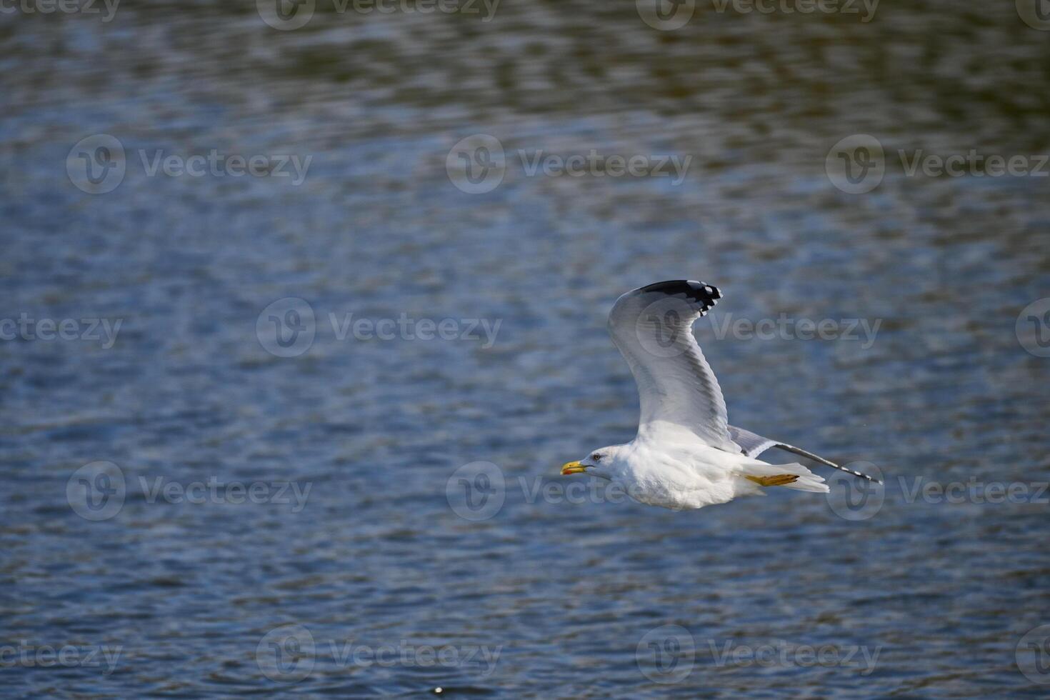 Yellow-legged Gull, Larus michahellis photo