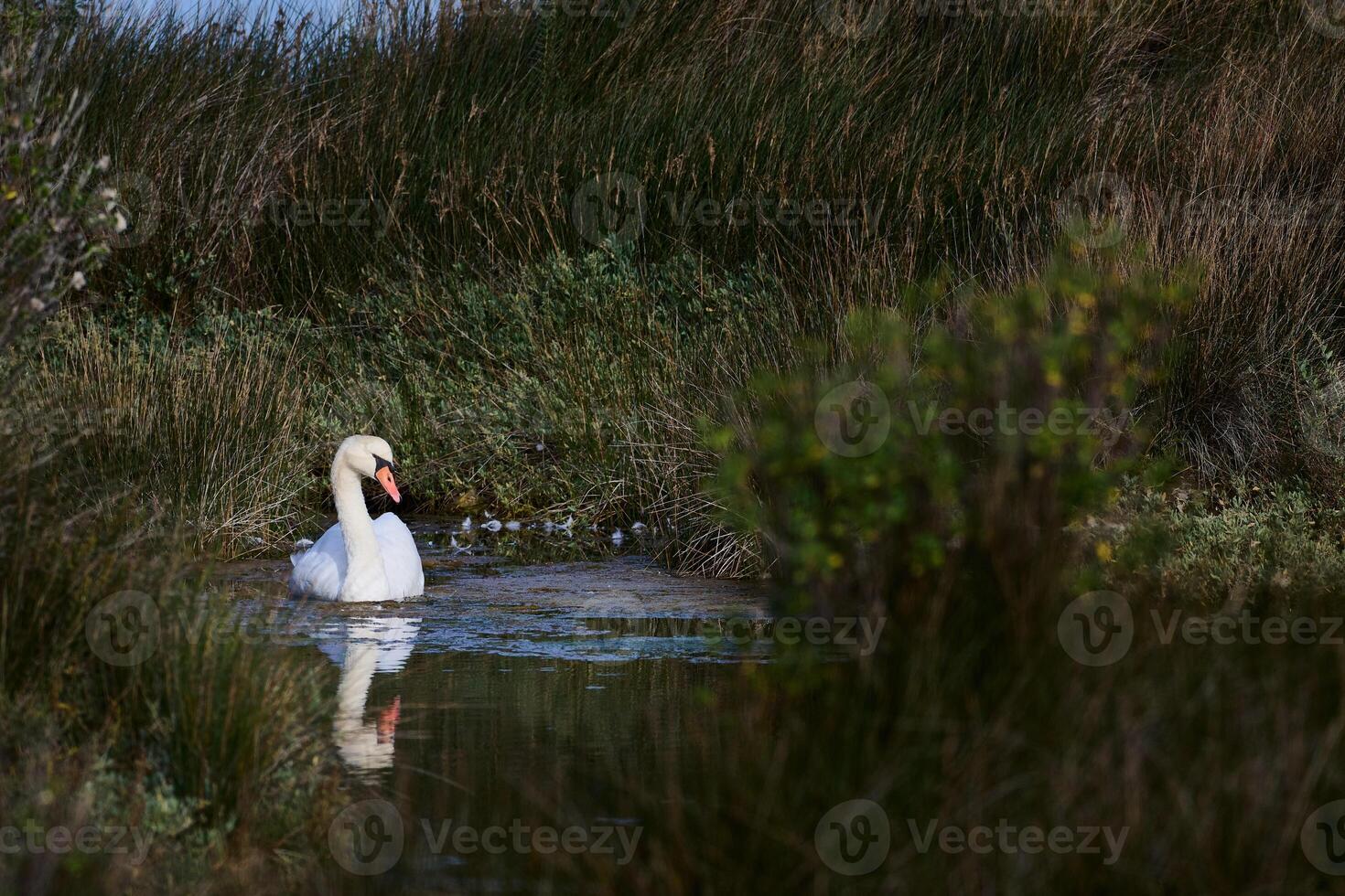 view of Cygnus olor in Victoria and Joyel marshes photo