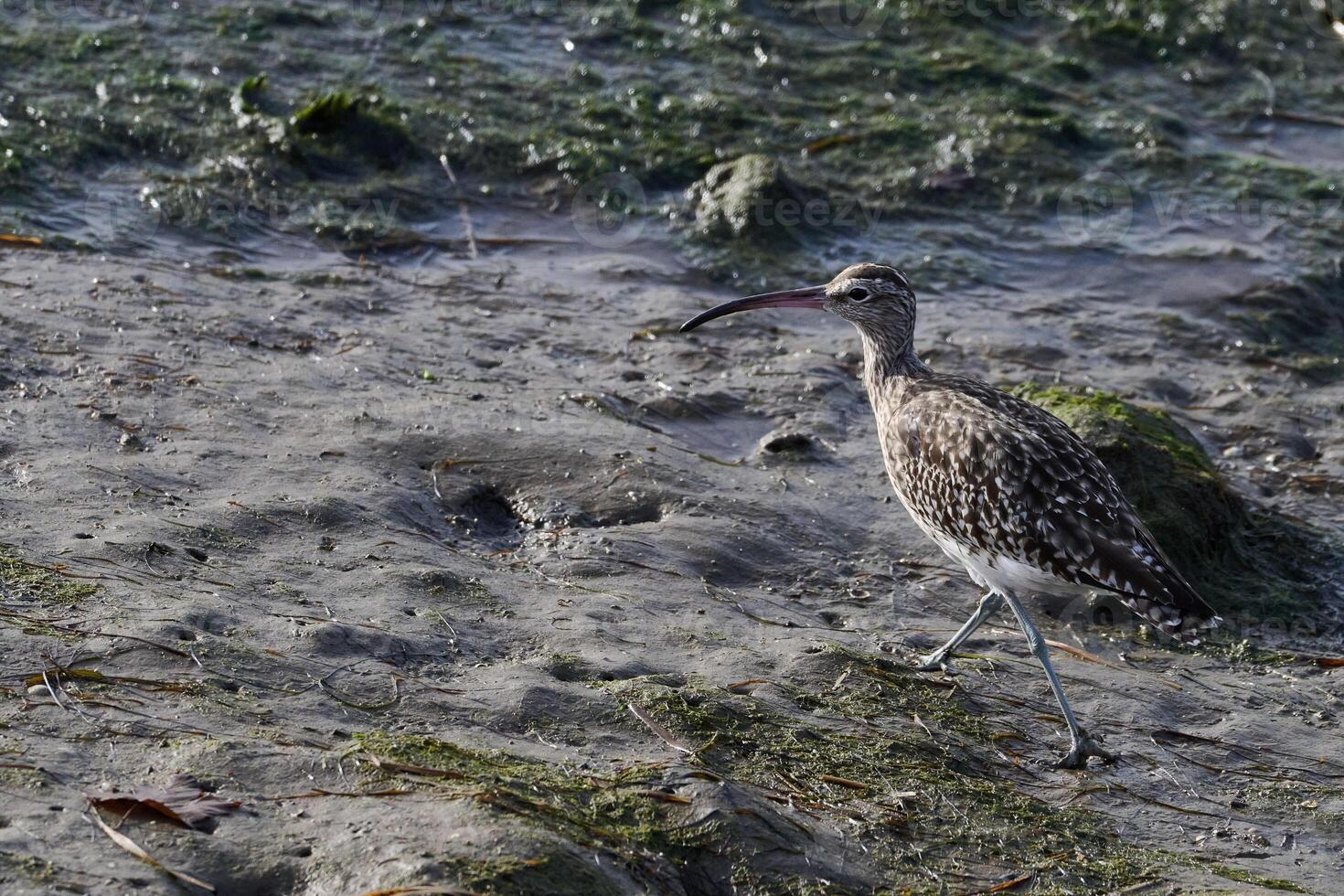 Whimbrel, Numenius phaeopus photo