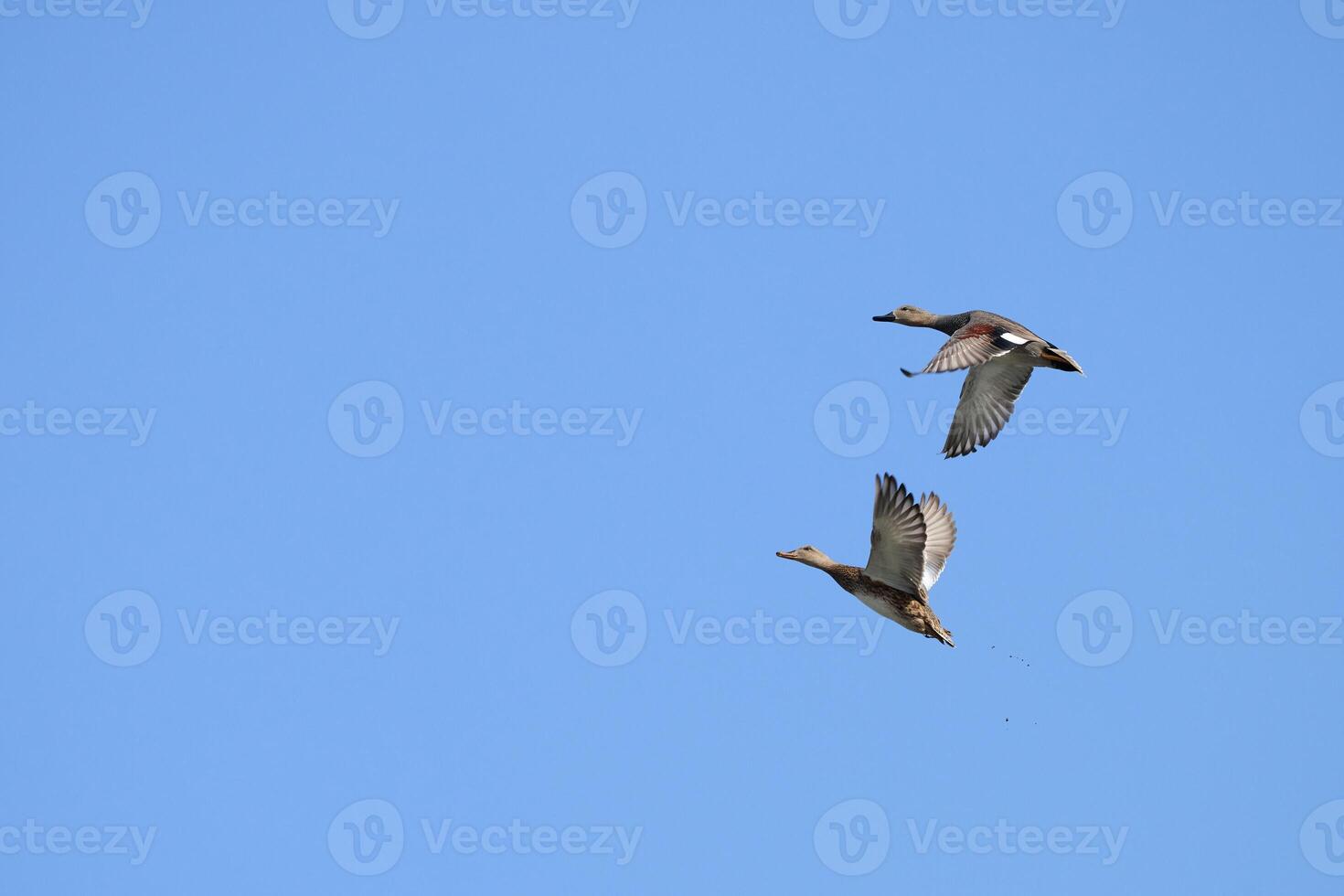 View of a Common Shoveler in flight, Spatula clypeata photo