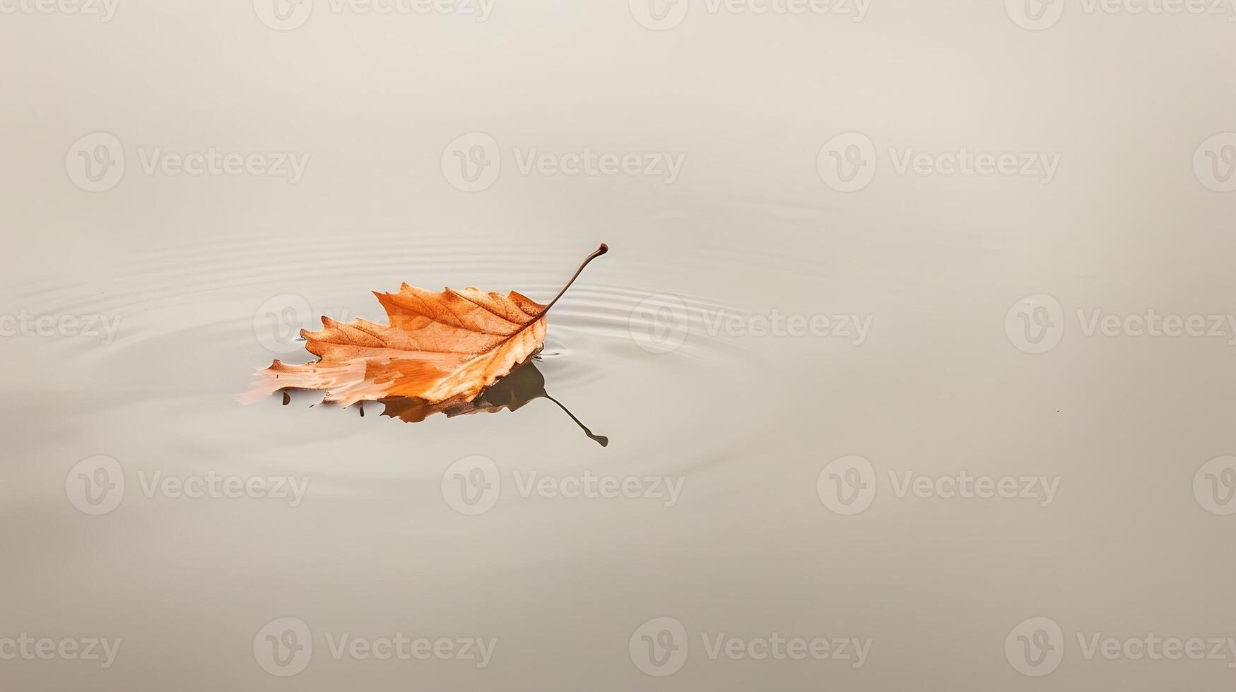 Minimalist Floating Leaf on Serene Water Surface Capturing Moment of Tranquility photo