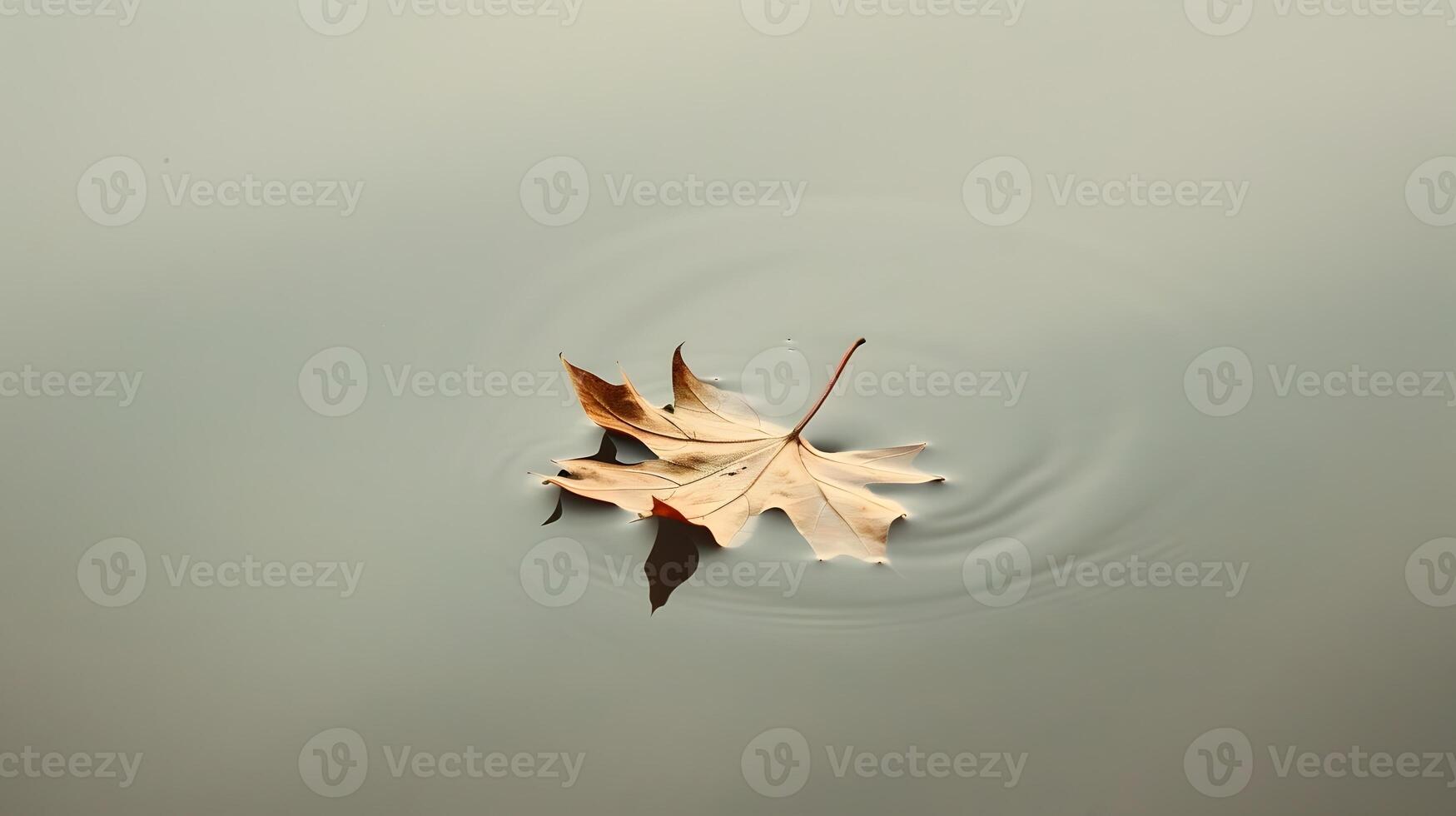 Minimalist Leaf Floating on Tranquil Water Surface photo