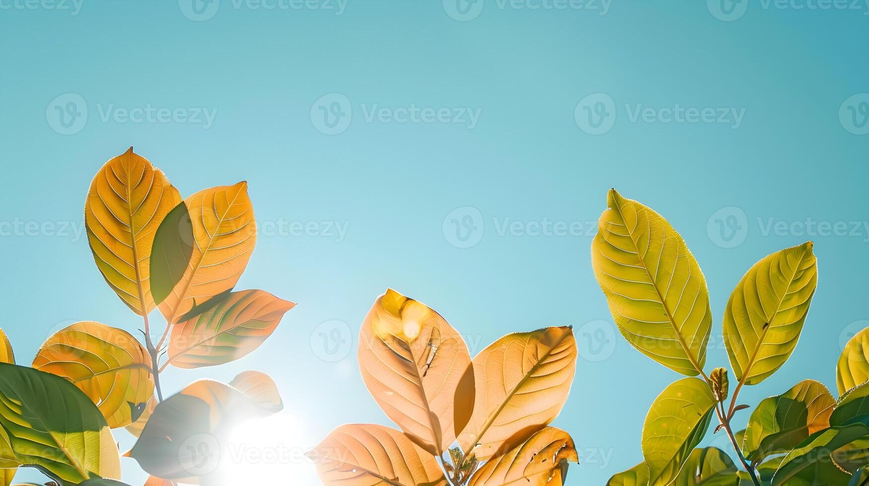 Sunlit Leaves in Minimalist Natural Serenity photo