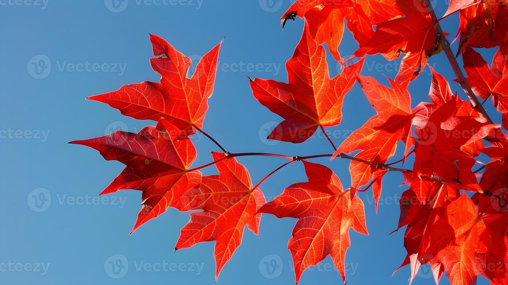 Vibrant Maple Leaves Contrasting with Clear Blue Autumn Sky photo