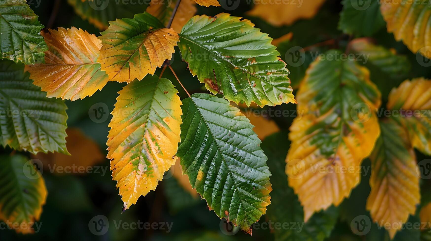 Changing Seasons A Close up Look at Transitioning Autumn Leaves photo