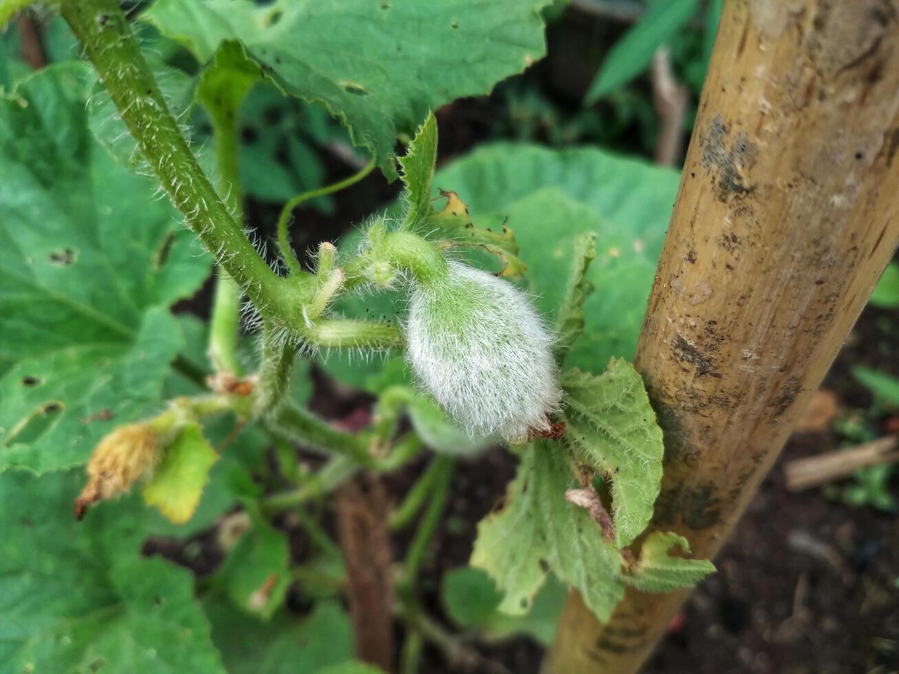 Name is cucumber flower,cucumis sativus is a widely-cultivated creeping vine plant in the family Cucurbitaceae that bears cylindrical to spherical fruits, which are used as culinary vegetables. photo