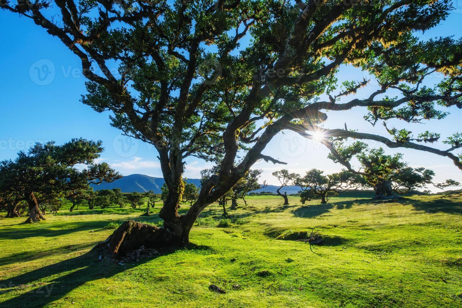 Fanal forest trees on Madeira island, Portugal photo