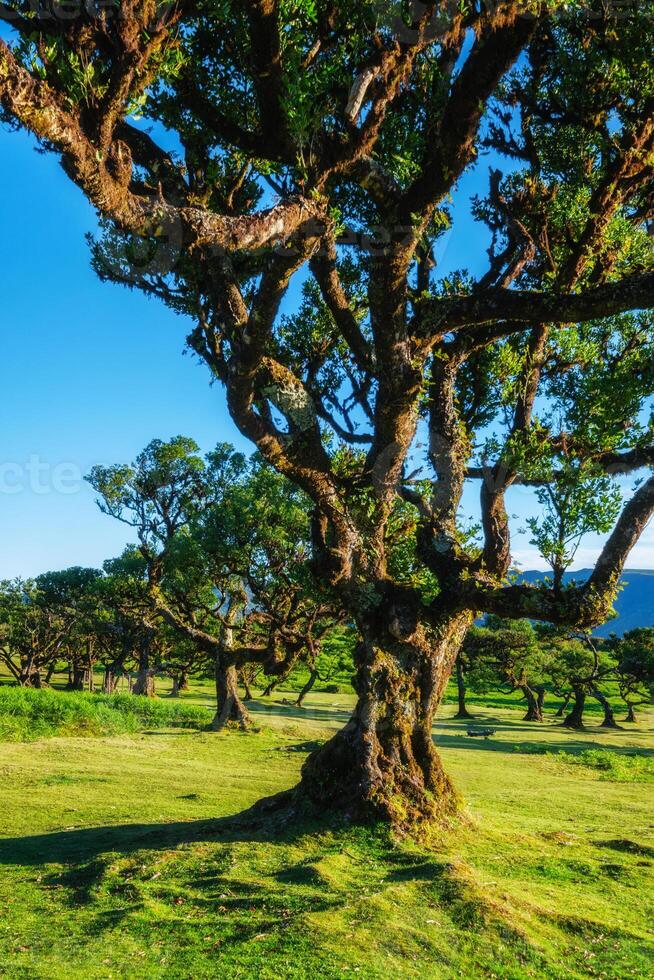 Fanal forest trees on Madeira island, Portugal photo