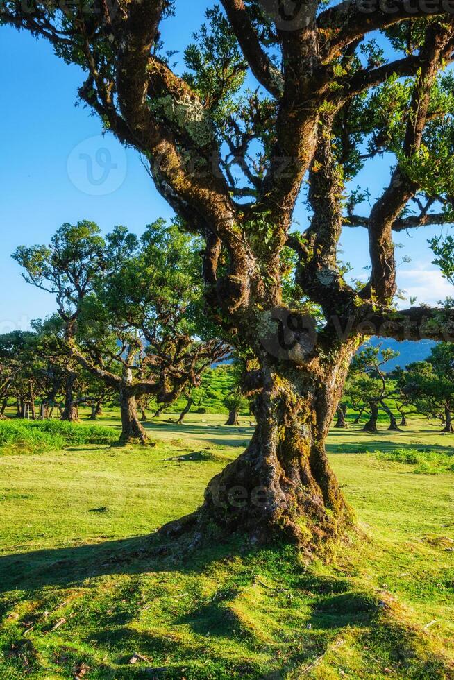 Fanal forest trees on Madeira island, Portugal photo