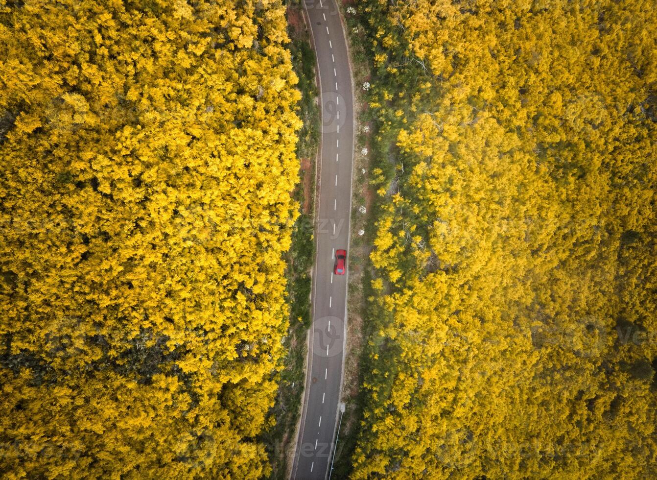 Aerial view of road among Cytisus blooming shrubs near Pico do Arieiro, Portugal photo