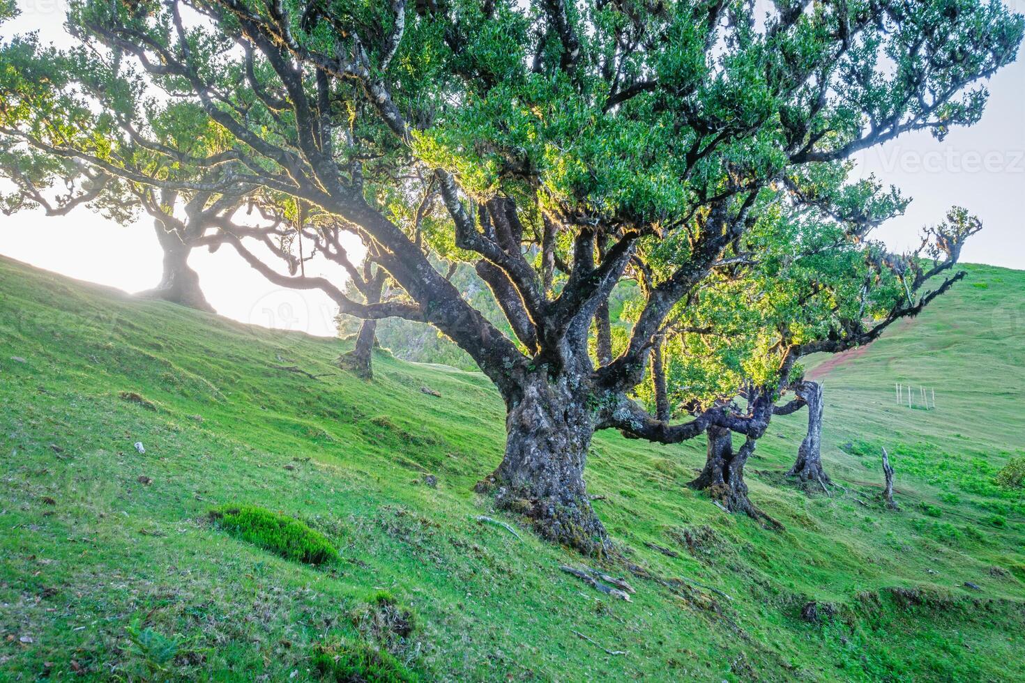 Fanal forest trees on Madeira island, Portugal photo