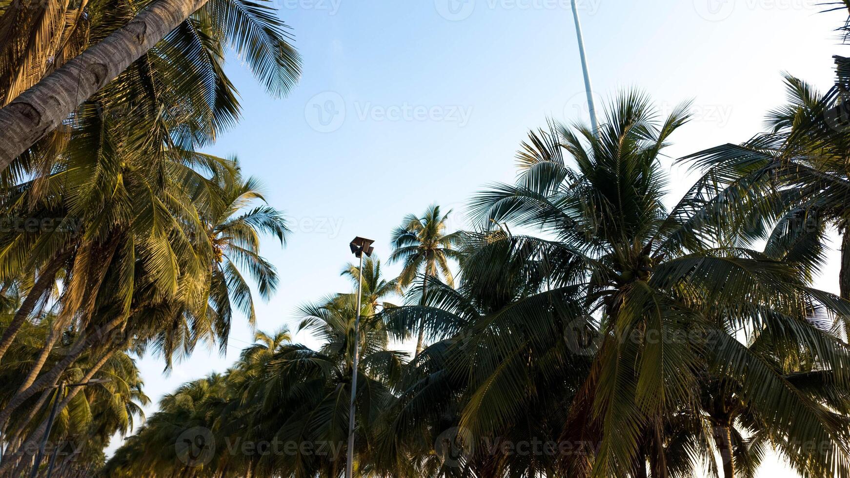 Palm tree coconut beach vacation nature travel summer sun fun blue sky cloud outdoor season lifestyle relaxation sand sunt banner template topic outdoor food plant raw diet milk organic sweet summer photo