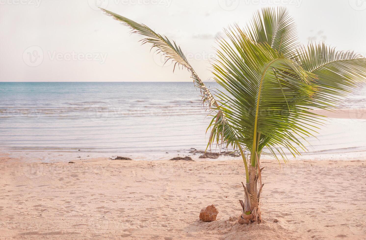 Palm tree on the sand photo