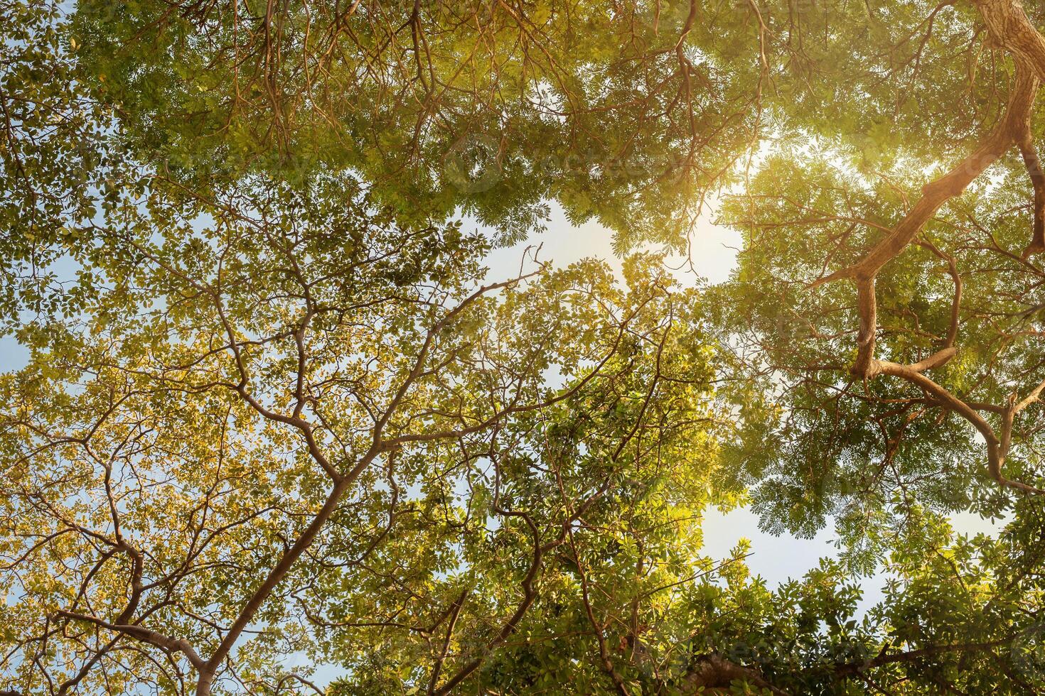 Natural trees background photo