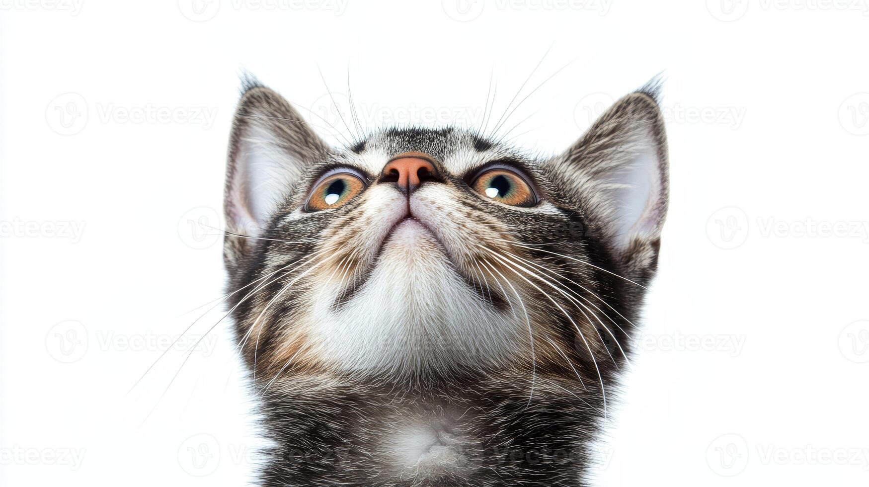 A small striped cat looks up with wide eyes, capturing a moment of innocence and wonder photo