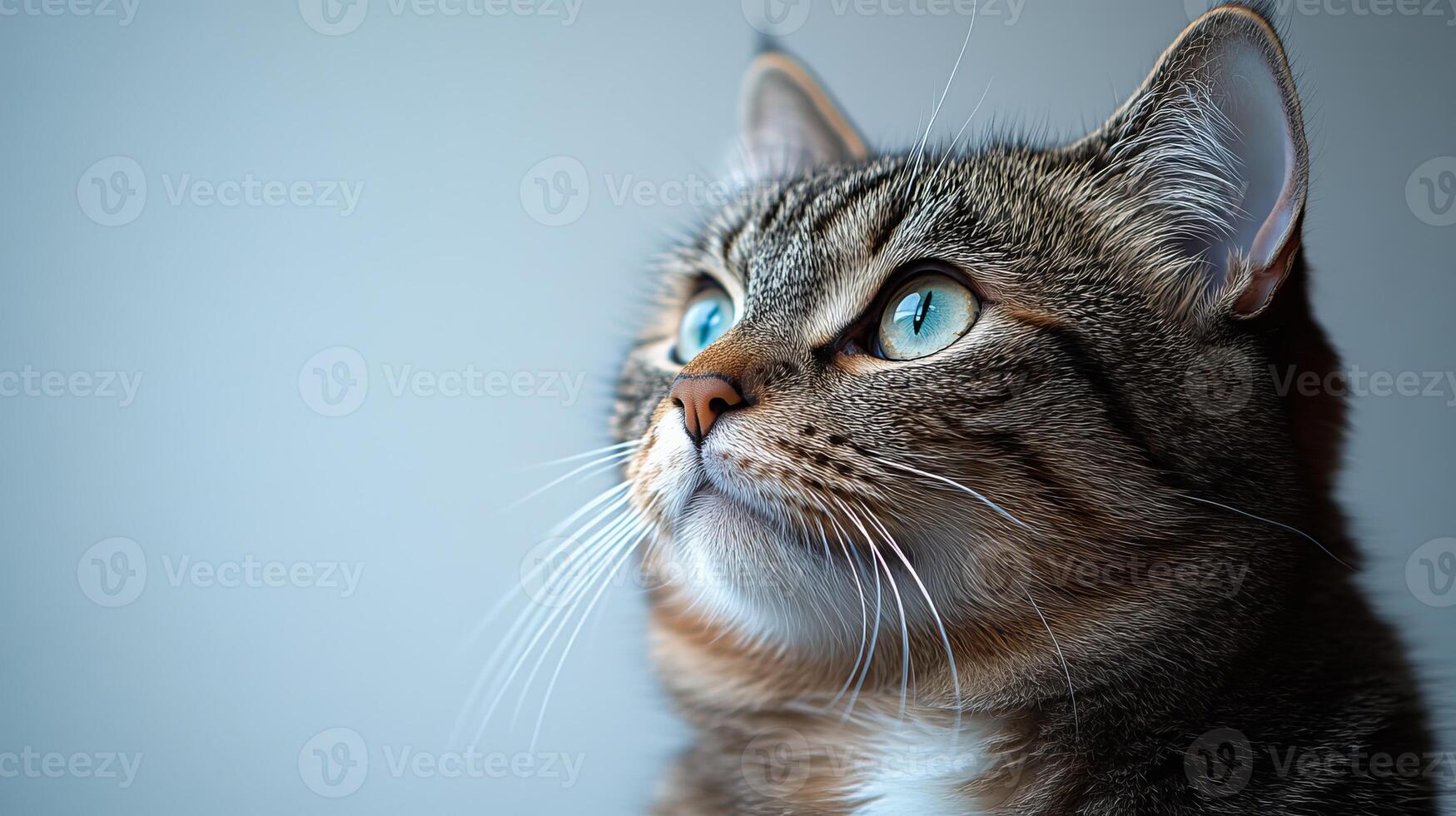 Feline companion sits by the window, intrigued and alert, watching the outdoors with bright eyes photo