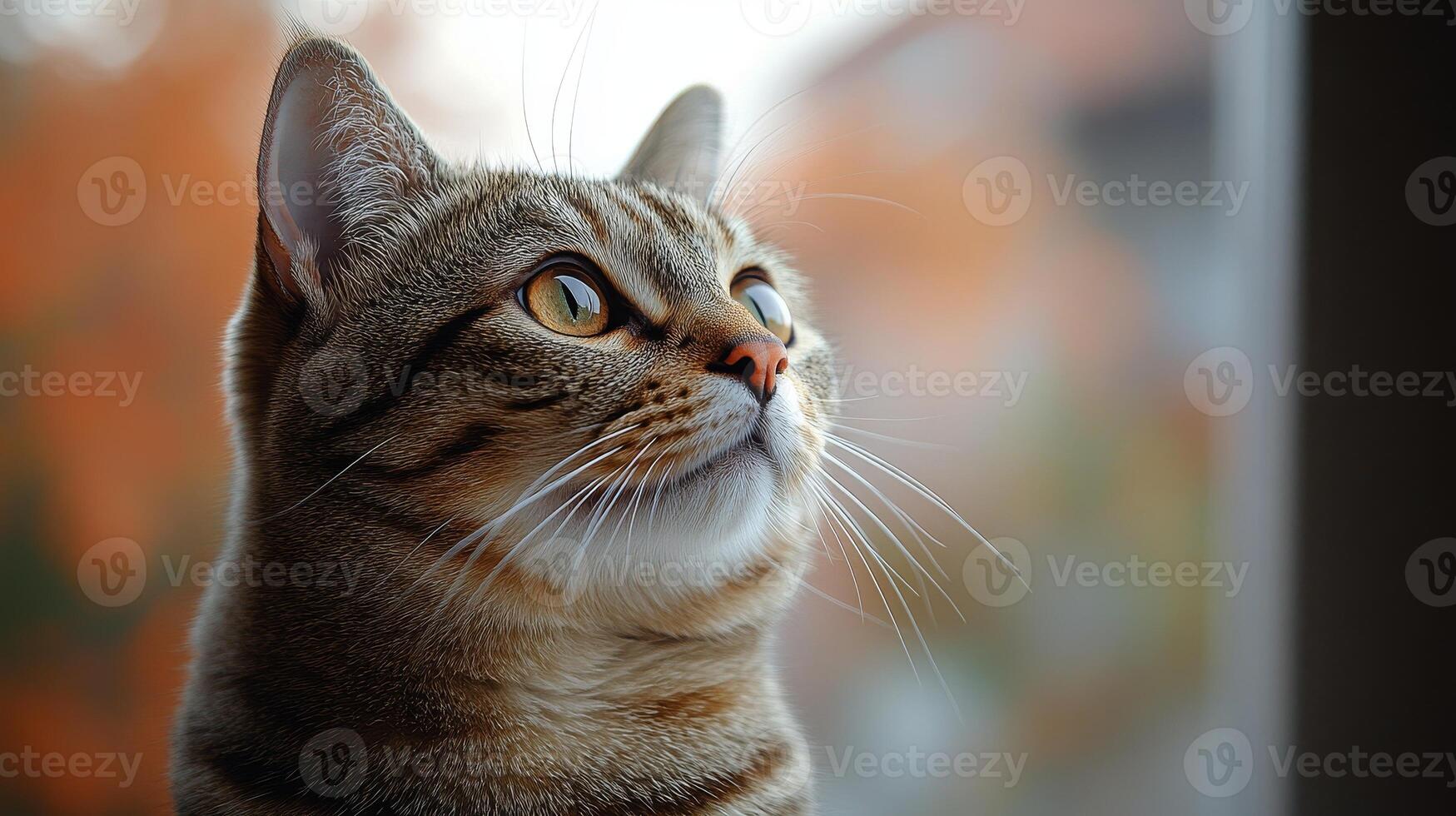 A curious cat observes the changing world outside, entranced by the vibrant autumn colors photo