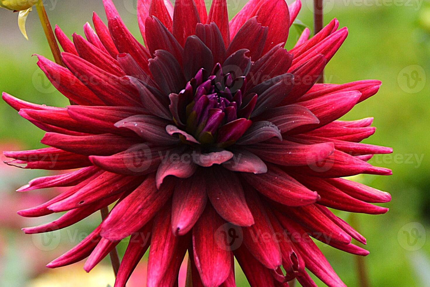 This image features a vibrant cluster of dahlia flowers, photo