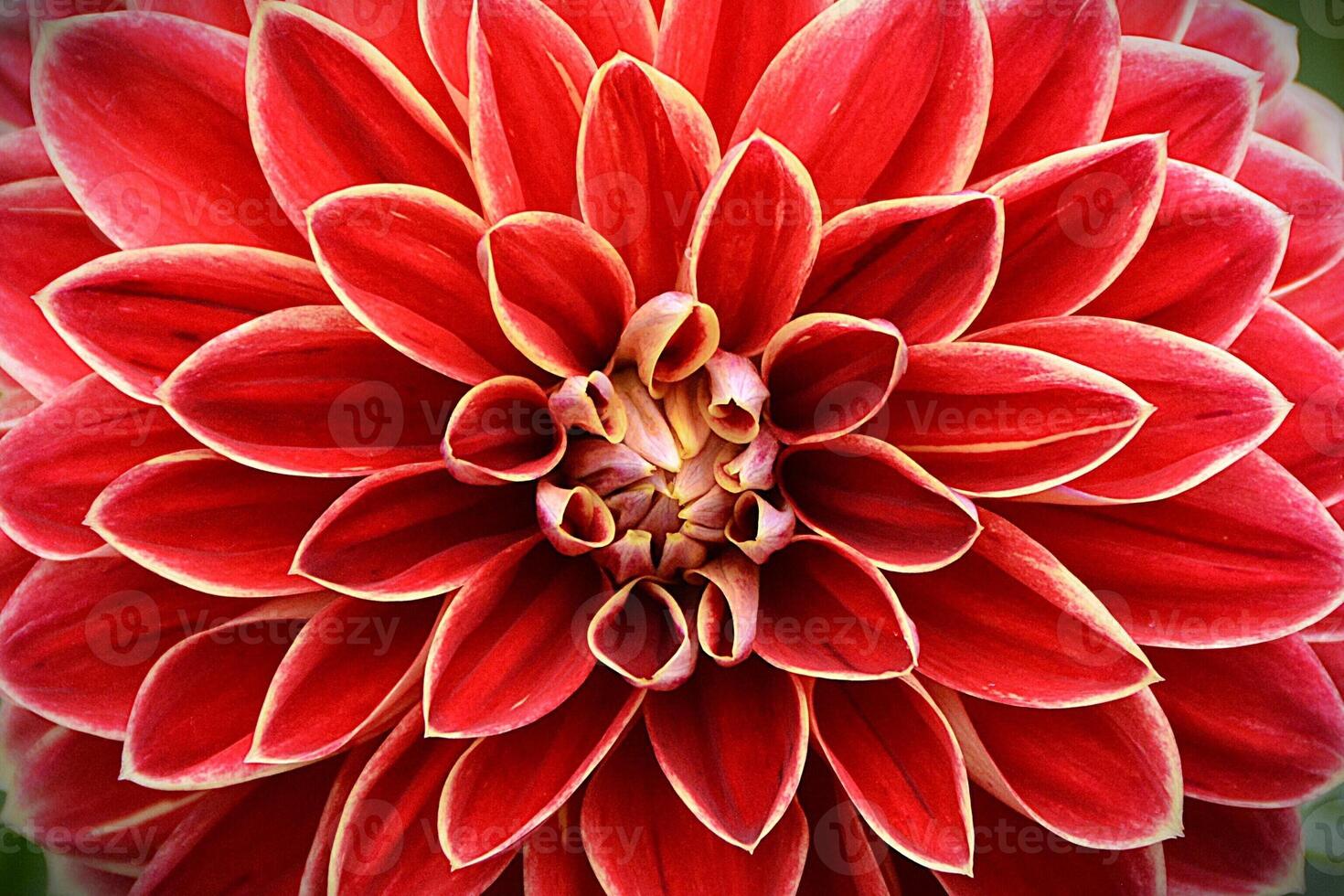 Photo of a red dahlia,This image features a vibrant cluster of dahlia flowers, showcasing rich Orange petals with striking white tips.