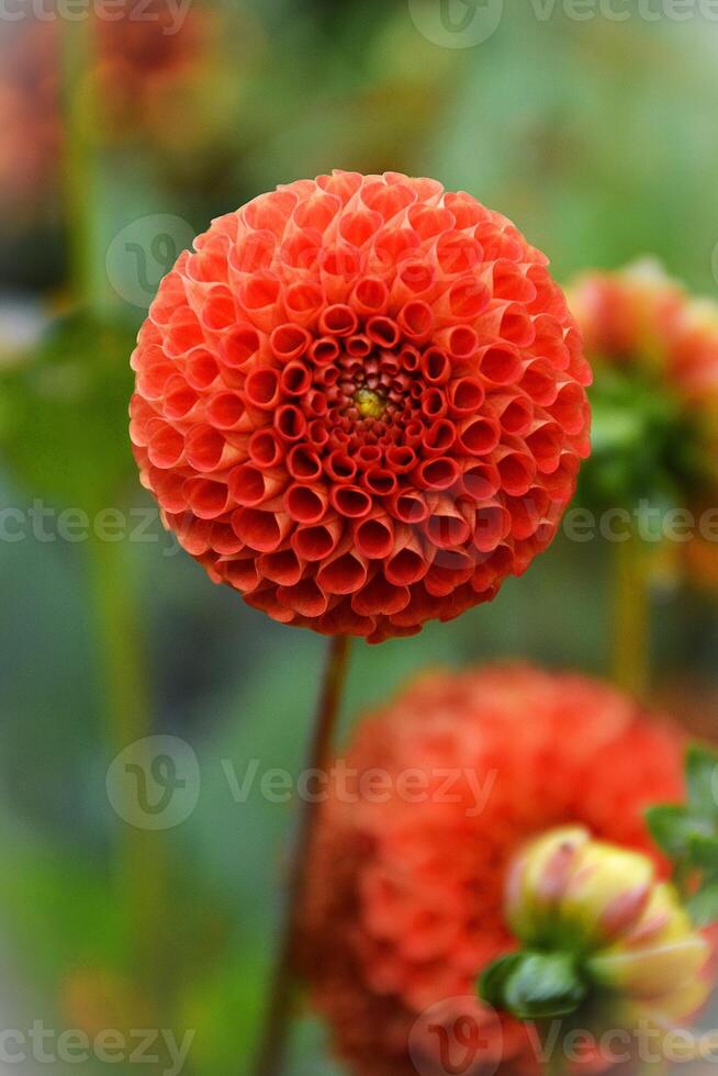 Rico oscuro rojo borla dalia flor foto