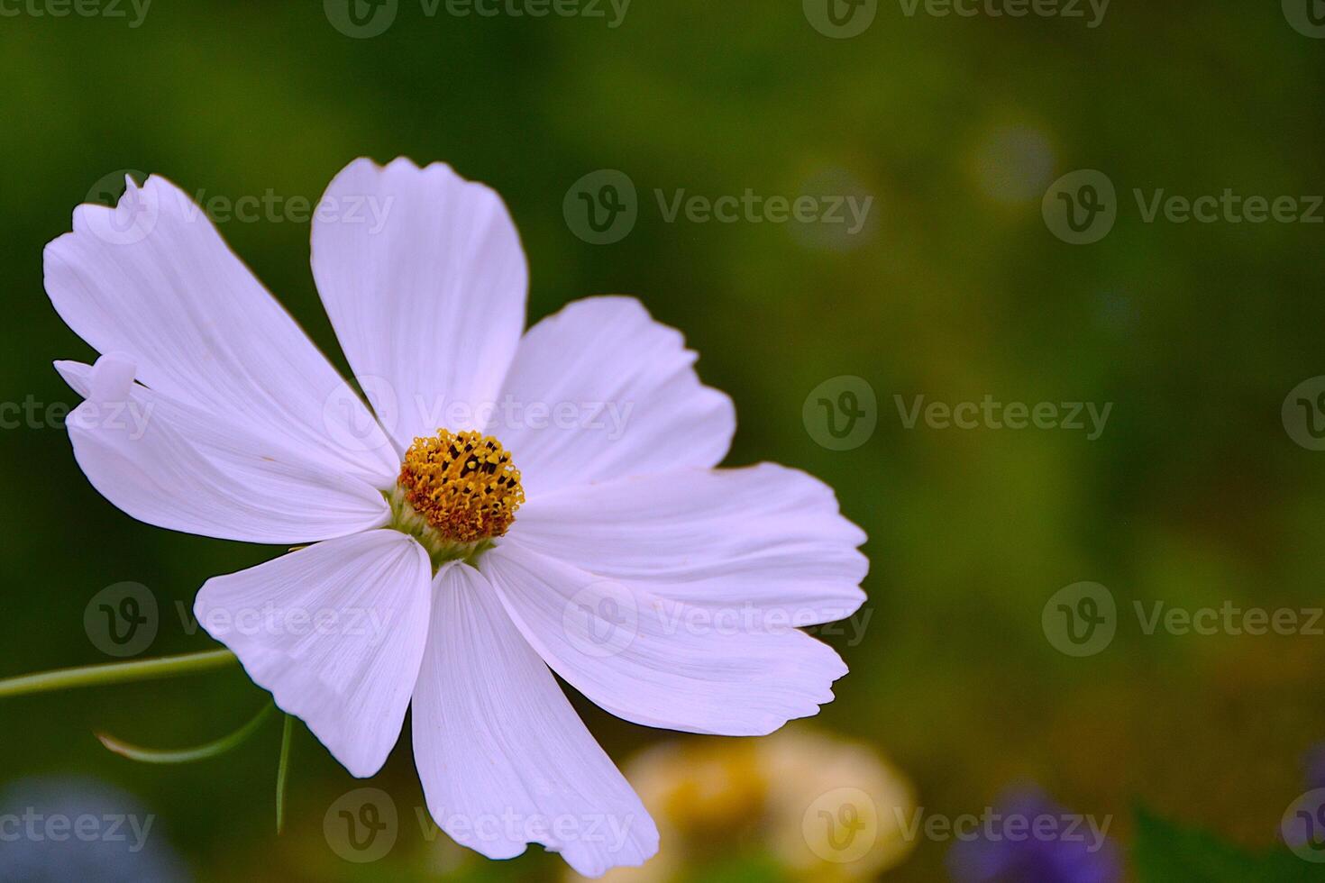 Cosmos flower with blurred background. photo