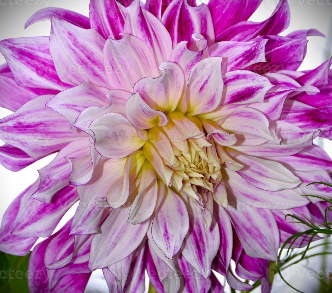 This image features a vibrant cluster of dahlia flowers, showcasing rich purple petals with striking white tips. photo