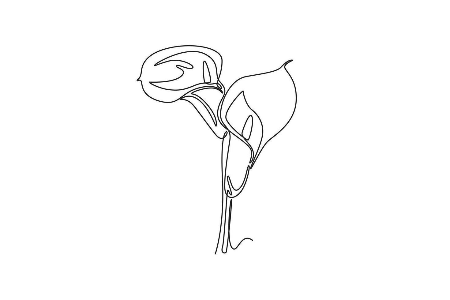 Single one line drawing of beauty fresh arum lily for wall home decor poster art. Printable decorative zantedeschia flower for green park icon. Continuous line draw design graphic illustration vector